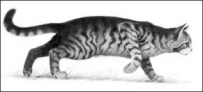 Est-ce que le chat sur la photo a une soeur qui s'entraîne dans la Forêt Sombre ?