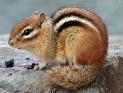 -Sur cette photo, c'est un écureuil. Non, je me suis encore trompé, c'est un tamia. Tamia, tamia, tamia.
-Bah oui, pourquoi ?
-Je révise pour le prochain cours, laisse-moi tranquille.
-Ok, du coup, on a quel cours après ?