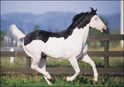 Quel clown ce cheval ! Quelle robe porte-t-il ?