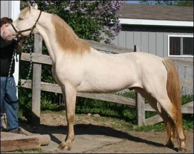 De quelle robe est ce superbe cheval ?