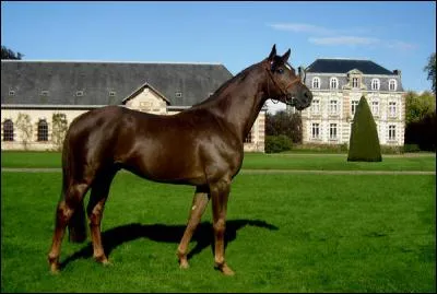 De quelle robe est ce cheval rare ?