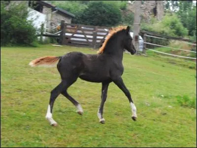 Mais de quelle robe est ce drôle de poulain ?