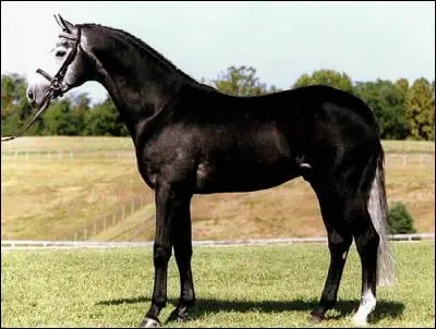 De quelle robe est ce jeune cheval d'Halloween ?