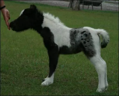 Trop mignon ! Mais de quelle robe est-il ?