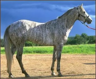 De quelle robe est ce cheval ?