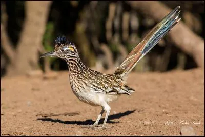 Trouve le nom de ce personnage, aussi rapide que l'éclair !