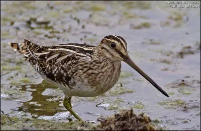 Trouve son nom et elle sera ta cousine !