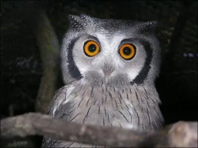 Comment s'appelle son hibou ?