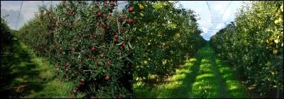 Attention ! La fin du mois approche ! Il ne faut pas oublier de payer la « quinterre », sinon, on va au-devant de gros ennuis ! 
Que signifie le mot « quinterre » ?