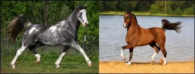 Voici un petit dialogue entre deux cavaliers : 
- Ce cheval n'est pas à acheter, il « quoaille » trop ! 
- Tu as raison, pendant les présentations, cela ne sera pas beau à voir ! 
Que signifie le verbe « qoailler » ?