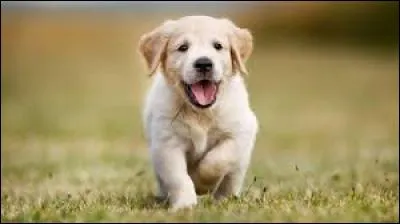 Quel aliment ne faut-il jamais donner à un chien ?