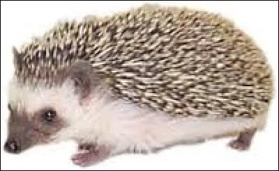 Quel animal a des piquants dans son dos ?