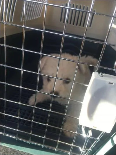 Le chien dans la photo est un...