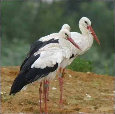 L'oiseau dans la photo est...