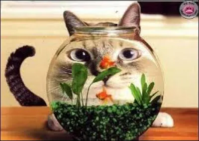 J'observe l'image et je vois : deux petits poissons orange dans l'aquarium !