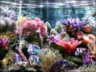 J'observe l'image et je vois : des plantes vivantes sous l'eau et de la lumière !