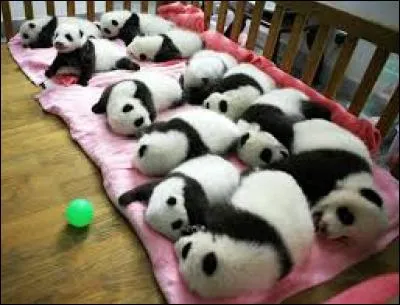 J'observe l'image et je vois : onze pandas couchés l'un à côté de l'autre !