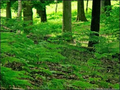 Où déposaient-ils leurs bicyclettes quand ils approchaient de la rivière ?