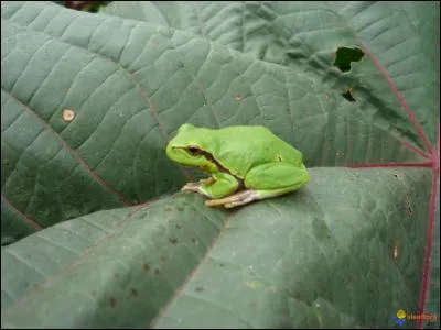 Ils faisaient naître un bouquet changeant de sauterelles, de papillons et de 