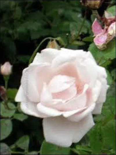 Poisson de mer, de la famille des Sparidés :