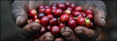 De quel pays provient la plante de café ?