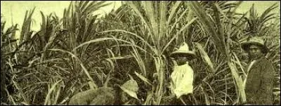 Où se trouvaient les premières traces de cultures sucrières associées à une plante naturelle en Asie du Sud-Est ?