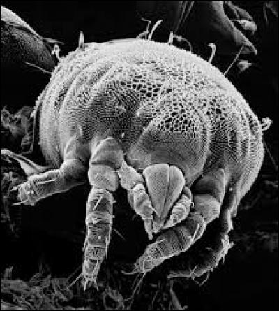 Quel est cet animal qui vit par milliers dans ton lit ?