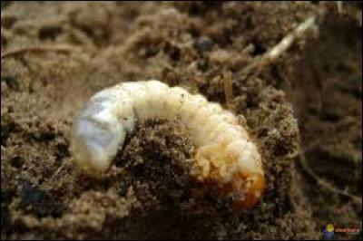 Un peu plus petits ; qui sont-ils ?