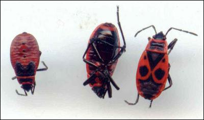 Petits insectes rouges et noirs, ce sont les...