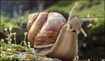 Lent, très lent, c'est la/l'...