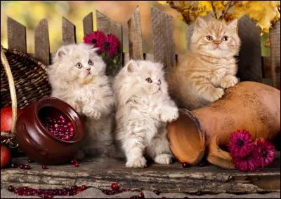 Combien de fleurs décorent cette image ?