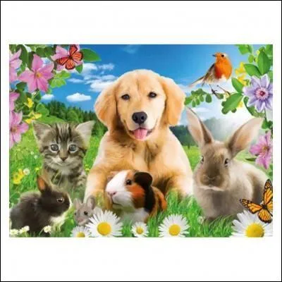 Combien de papillons vois-tu sur cette image ?