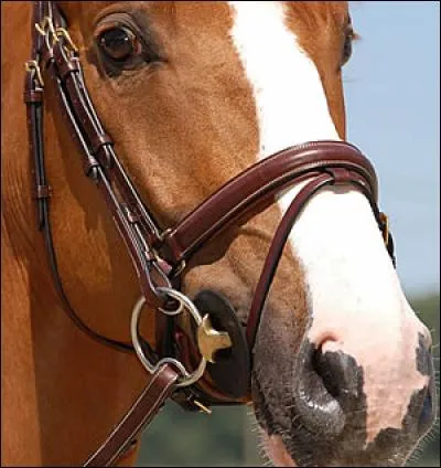 Comment appelle-t-on ce type de muserolle ?