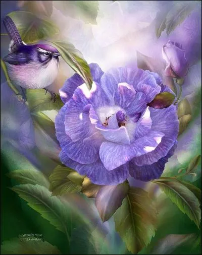 Voici "Lavender Rose", une peinture réalisée par Carol Cavalaris. Elle sert de photo de profil à Azuryne et représente une fleur. Cliquez sur la lavande !