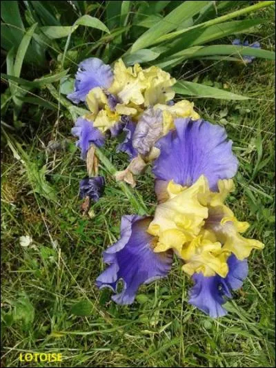 Vous pouvez admirer de jolis iris sur la photo de profil de Lotoise. En anatomie, l'iris se trouve dans...