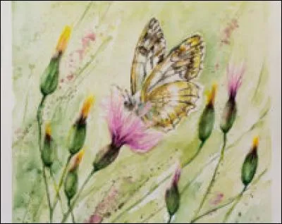 Épi de maïs sans graines :