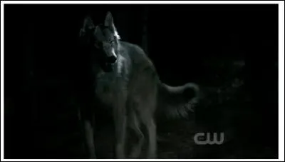Dans quelle saison se transforme-t-il en loup-garou pour la première fois ?