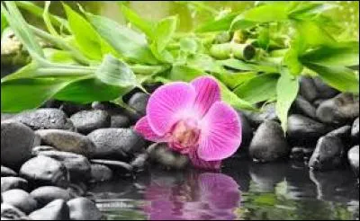 Boisson alcoolisée :