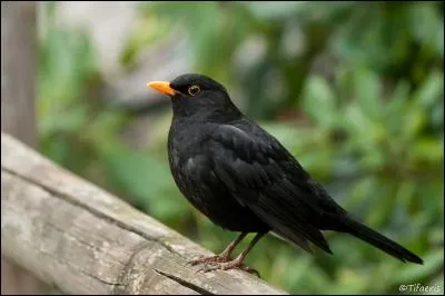 Quel oiseau est moqueur ?