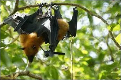 Ma femme adore agacées mes roussettes avec ses bouts de pain.