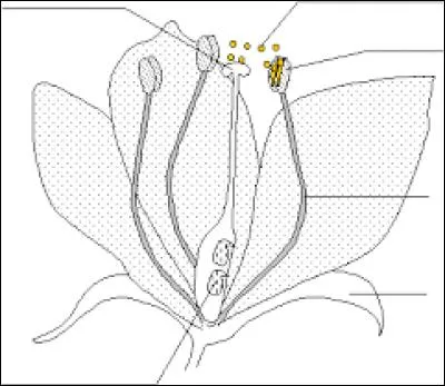 Chez la fleur, le pistil est :
