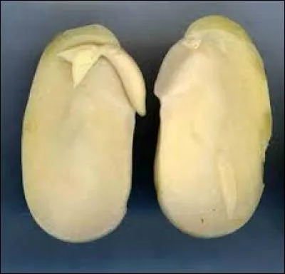 Quelles sont les conditions de la germination ?