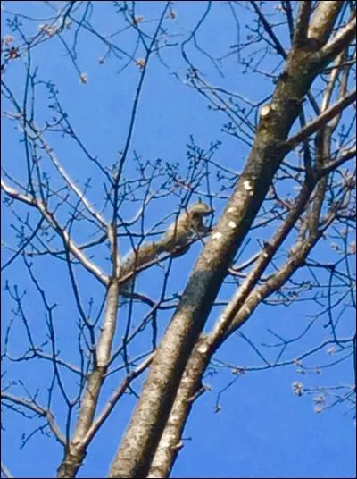 Quel est cet animal ?