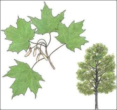 Comment s'appelle l'arbre qui porte cette feuille ?