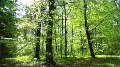 Lequel de ces choix est un feuillu ?