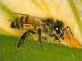 Quiz Insectes