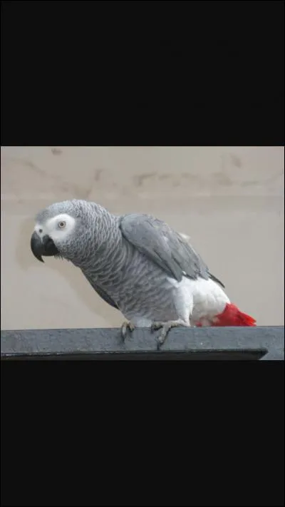 Est-ce une perruche ?