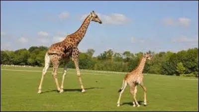 Quel est le nom du petit de la girafe ?