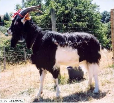 Quelle est cette race ?