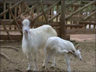 Quelle est cette race ?